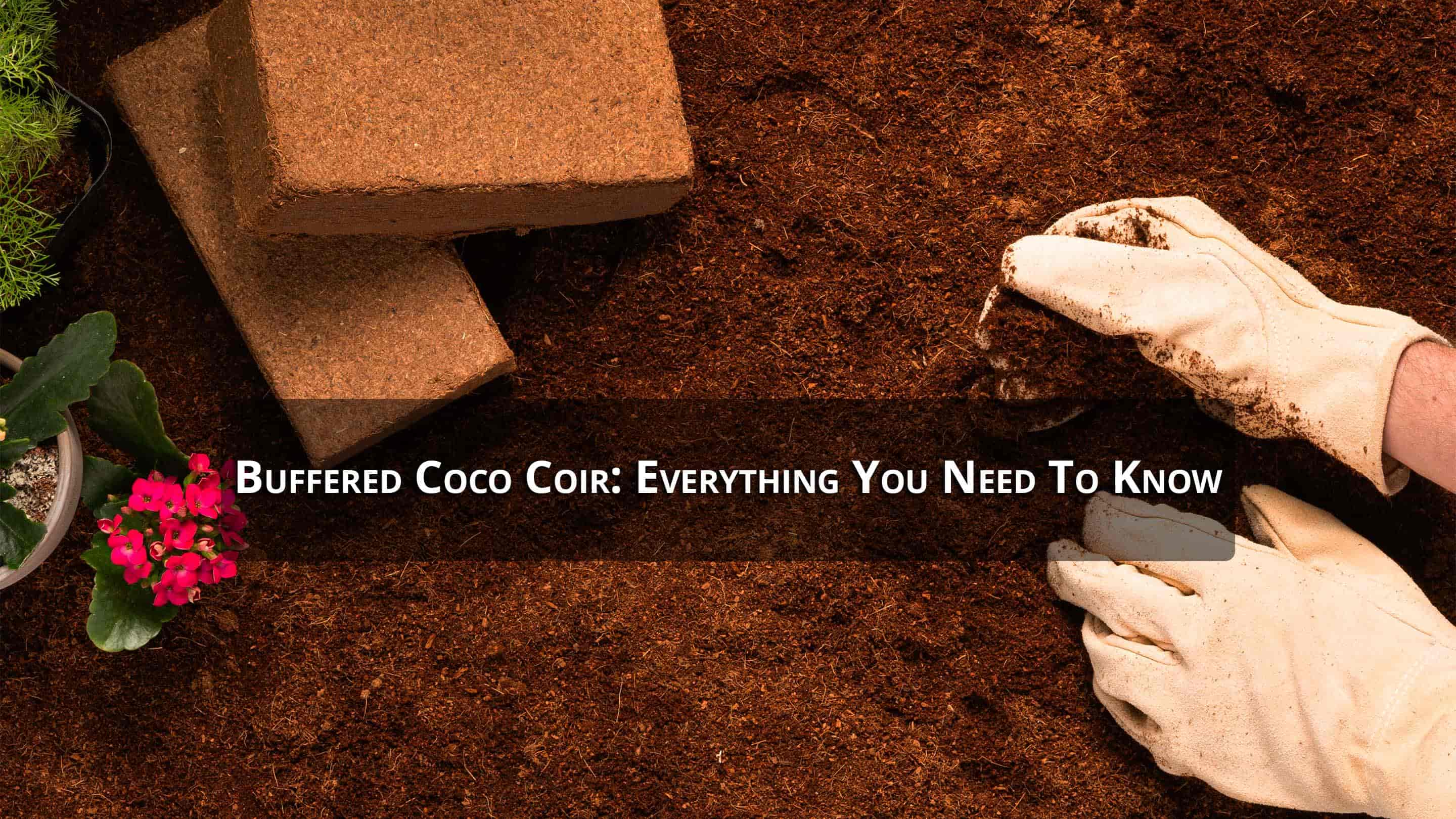 Benefits Of Coco Coir: Advantages of Coco Coir for Gardening