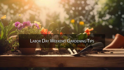 Labor Day Weekend Gardening Tips